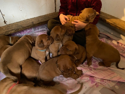 Des Dogues Du Cancaïllau - Dogue de Bordeaux - Portée née le 03/01/2024